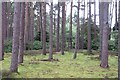 Pines and mossy floor, Moss-side Wood