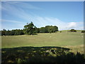 Sheep grazing, Broughton