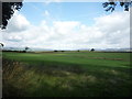 Grazing near Swinden Moor Head