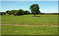 Sheep pasture, Ripon Parks