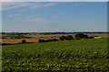 View towards Hamford Water from Walton Road