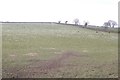 Sheep grazing near Great Lyth