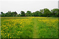 Footpath through buttercups