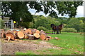 Logs and ponies at Littledown Farm