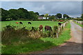 Cows beside the track to Broadley Farm