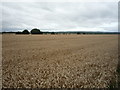 Cereal crop near Hylton Grove Farm