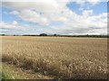 Arable field west of Newsham South Farm