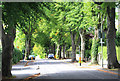 Trees along Cheriton Road