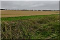 Rivenhall: Harvested crops