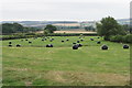 Silage bales for collection