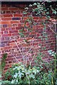 Brambles by the A272, Rogate