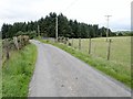 Mature forestry plantation on the Carrickacullion Road