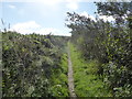 Footpath towards Trenow Farm