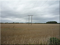 NZ3258 : Cereal crop and power lines, Washington by JThomas