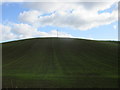 Sown field of barley