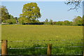 Buttercup meadow