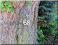 Number on tree for 68 Dalby Road