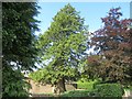 Majestic tree at Templewood near Brechin