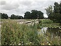 SJ5351 : Pond and bridge in Cholmondeley Park by Jonathan Hutchins