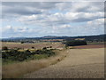 View east from Bockler Den Burn near Montrose