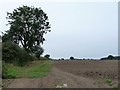 Tree on a South Dikes field boundary