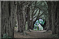NZ4802 : Avenue of Yews by Mick Garratt