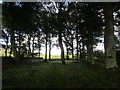 Path through the trees