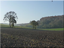 SU8712 : Singleton view from path south of Manor Farm by Chris Gunns
