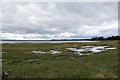 Saltmarsh, Findhorn