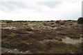 Stony ground, Findhorn