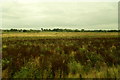 Doxey Marshes Nature Reserve, Stafford