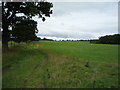 NZ1833 : Farm track and grazing north of Hunwick  by JThomas