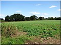 TG1518 : Crop field beside Mill Lane by Evelyn Simak
