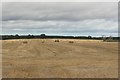 NU2201 : Arable field beside Acklington by Graham Robson