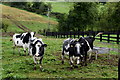 Cattle, Glennageeragh