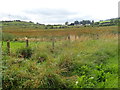 Interdrumlin bogland between Carrickacullion Road and the A29