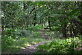 Lower Frenchmoor Copse