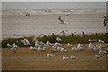 SD3015 : Birds roosting on Birkdale beach by Mike Pennington