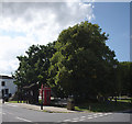 Trees in Tattershall