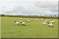NU2205 : Sheep grazing at Brotherwick by Graham Robson