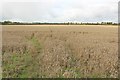 Arable field at Brotherwick