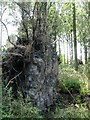 TG3301 : Uprooted poplar beside Low Common Road by Evelyn Simak