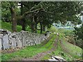 Wall, track and sheep in vicinity of Derwas