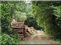 Timber stacks beside forest road