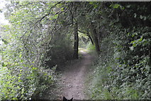SP4508 : Thames path, Wytham Woods by N Chadwick