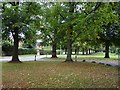 Trees at Colwall Green