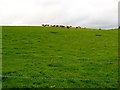 Cattle on drumlin grazing land north of Macullagh Road