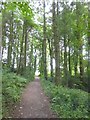 Path through woodland at Arlington Court