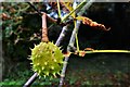 Otley Hall: Ancient Horse Chestnut tree on the Croquet Lawn border