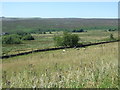 Sheep on rough pasture, Upper Hollow Meadows